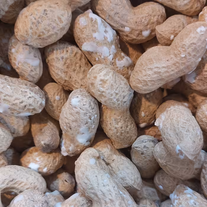 با دام زمینی آستانه با پوست کیفیت عالی 250 گرمی آجیل و خشکبار شفیعی 