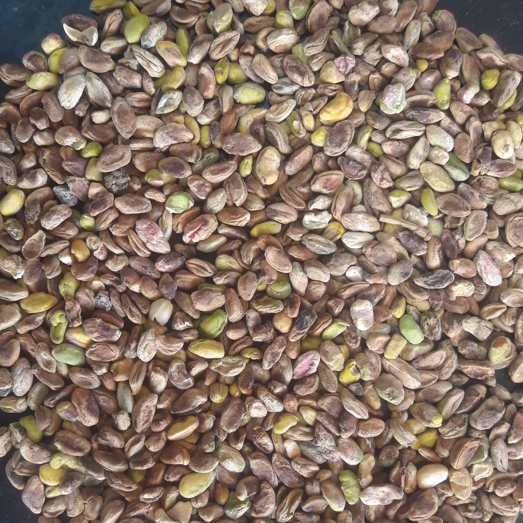 مغز  گندمی درشت