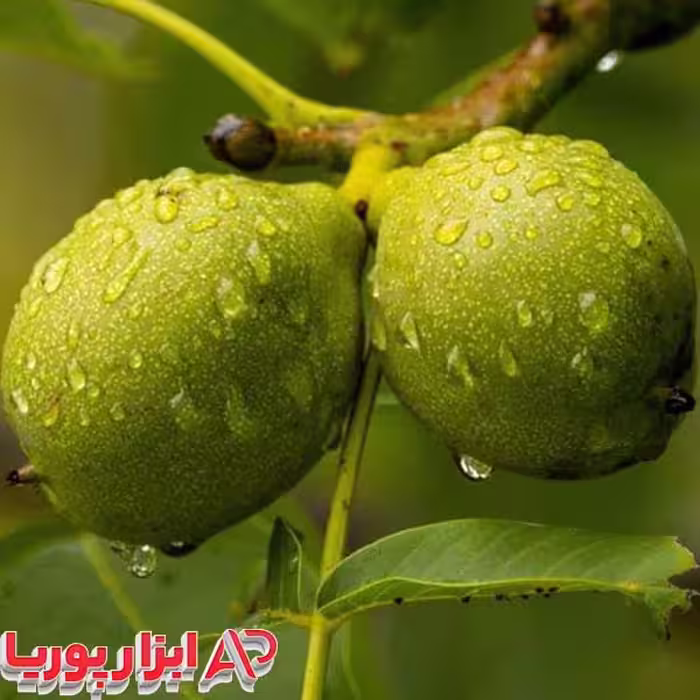 نهال گردو چندلر 3 ساله