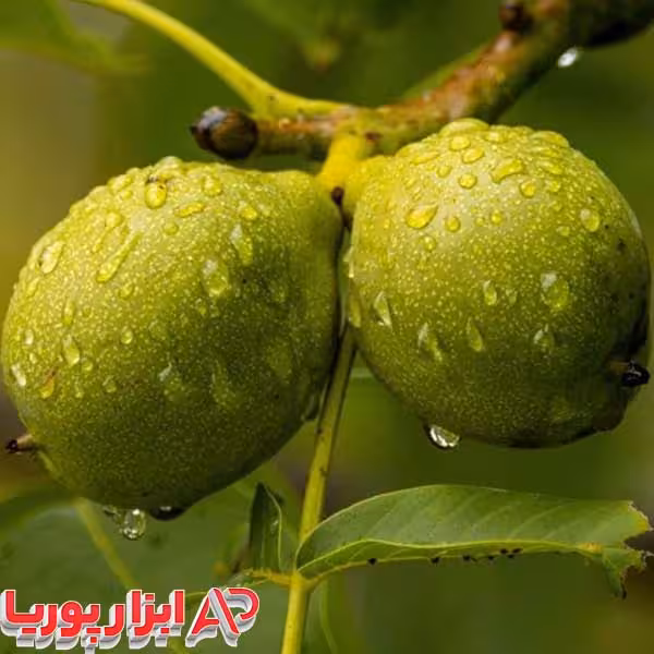 نهال گردو چندلر 3 ساله