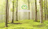 پوستردیواری طبیعت جنگل کد 5314