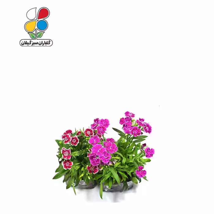 بذر گل قرنفل بسته بندی کوچک