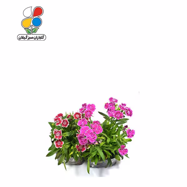 بذر گل قرنفل بسته بندی کوچک