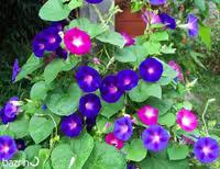 بذر نیلوفر رونده الوان