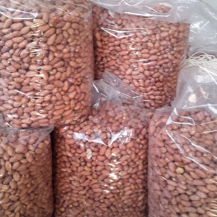 بادام زمینی اجیلی محصول 14.2 نوبرانه استانه اشرفیه 