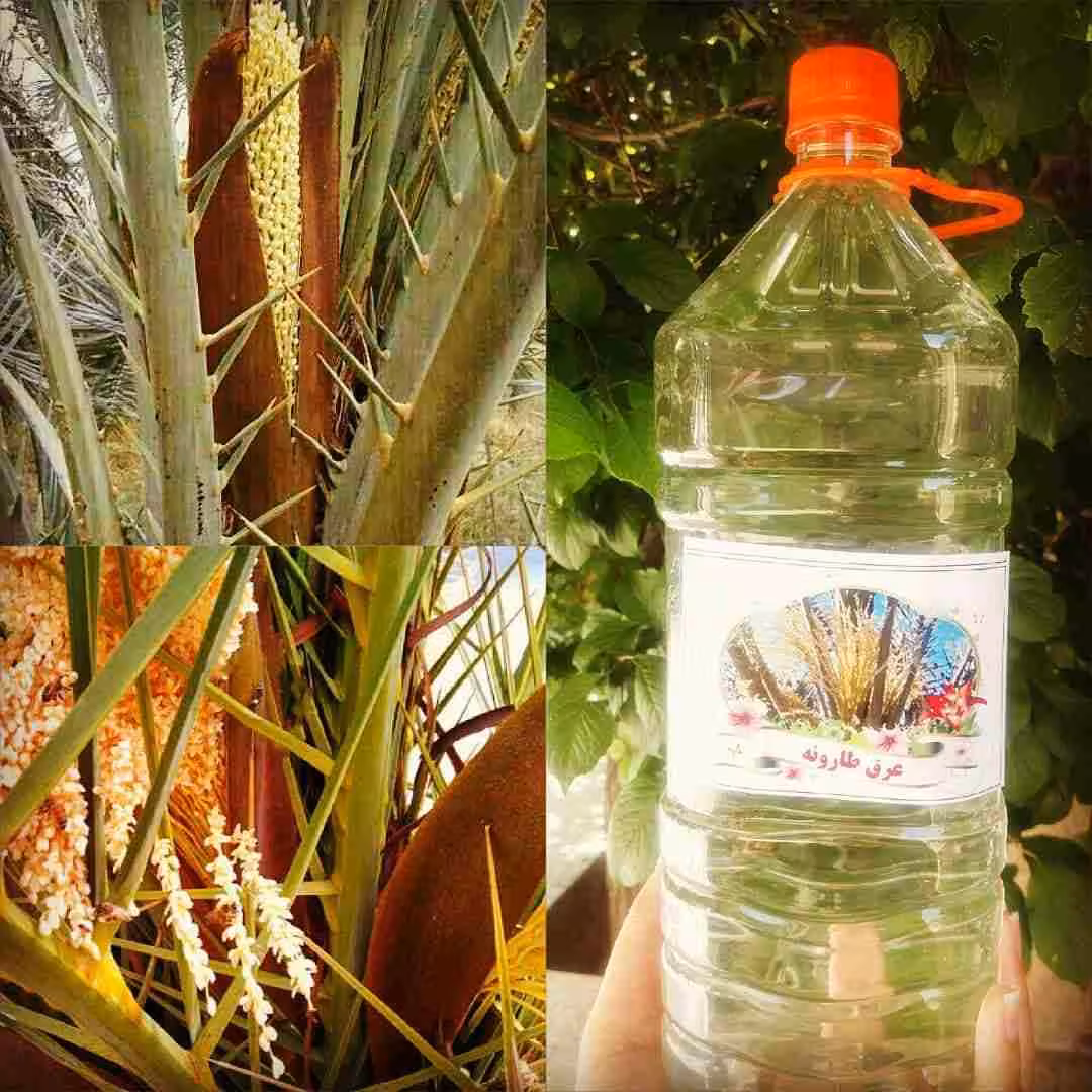 عرق طارونه یک لیتری  مناسب رماتیسم ، درد مفاصل ،تقویت اعصاب