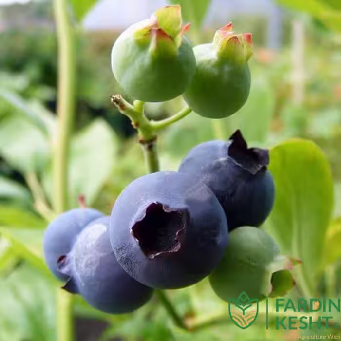 بذر بلوبری دارو Darow کانادایی بسته 10 عددی
