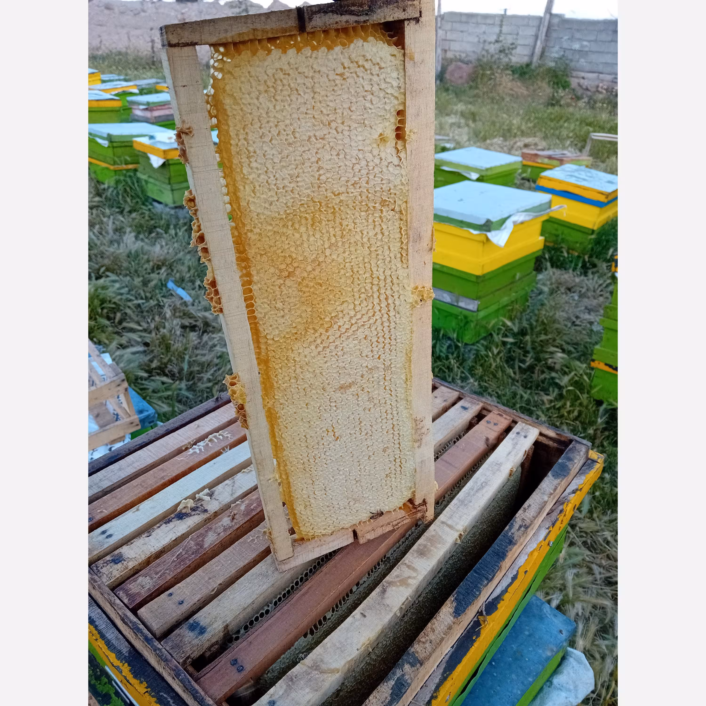 عسل گون یک کیلویی (مستقیم از زنبور دار )