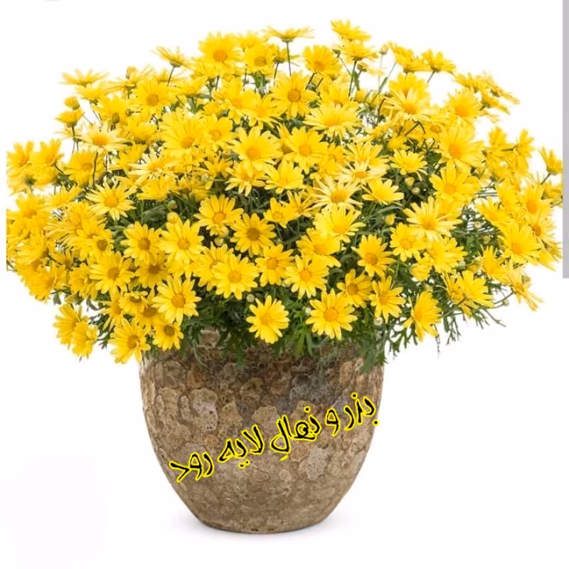 بذر گل مارگریت (زرد و سفید) بسته 200 عددی