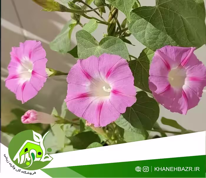 بذر پیچک نیلوفر صورتی 5 عددی - خانه بذر | فروشگاه بذر وارداتی گل و گیاه زینتی 1404