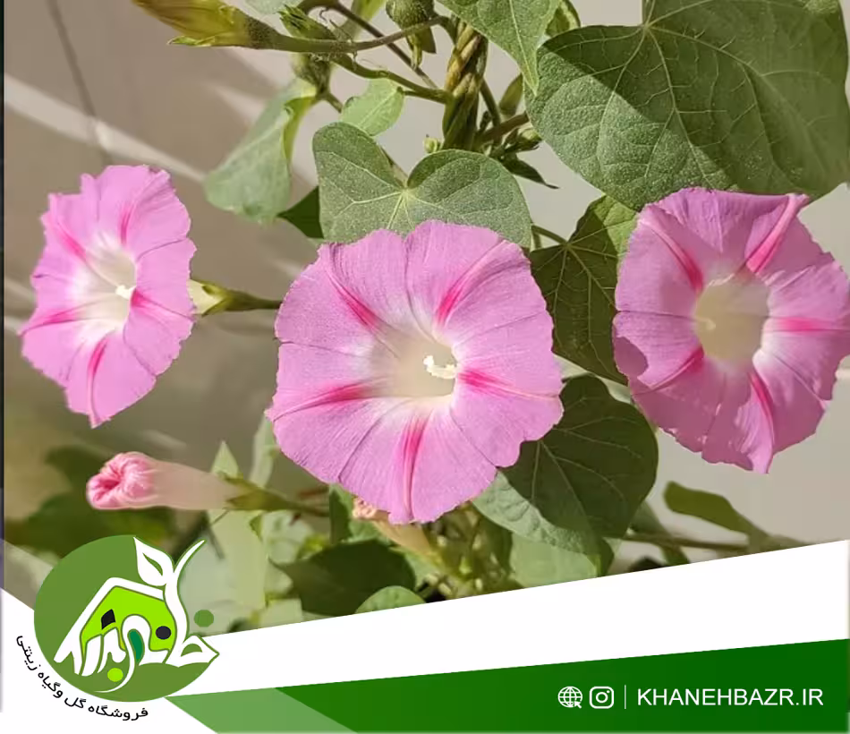 بذر پیچک نیلوفر صورتی 5 عددی - خانه بذر | فروشگاه بذر وارداتی گل و گیاه زینتی 1404