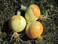 بذر پیاز زرد