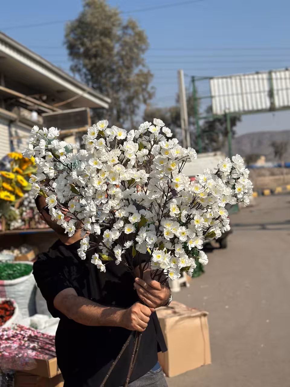 شکوفه  سفید سیب سه بازو