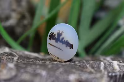 عقیق شجر برزیل