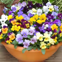 بذر گل بنفشه الوان (60 عددی)
