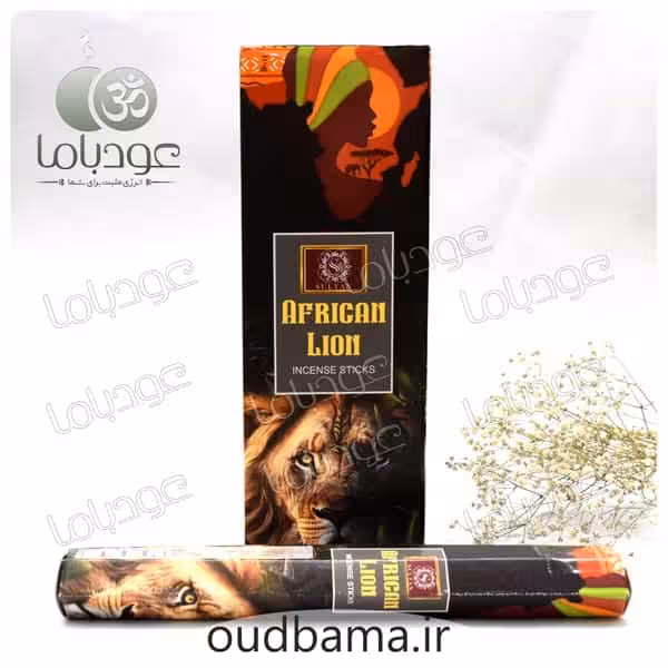 عود شیر آفریقایی AFRICAN LION ( سلطان SULTAN )