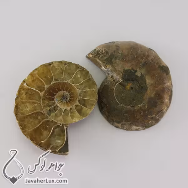 فسیل طبیعی _ کد : 400160