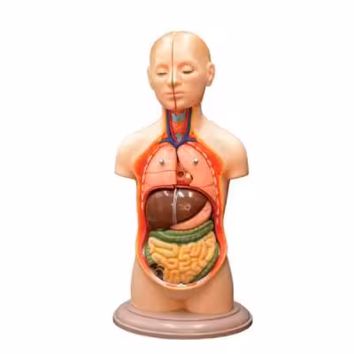 بازی آموزشی طرح مولاژ نیم تنه انسان مدل ASM06