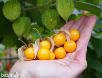 بذر فیسالیس نارنجی