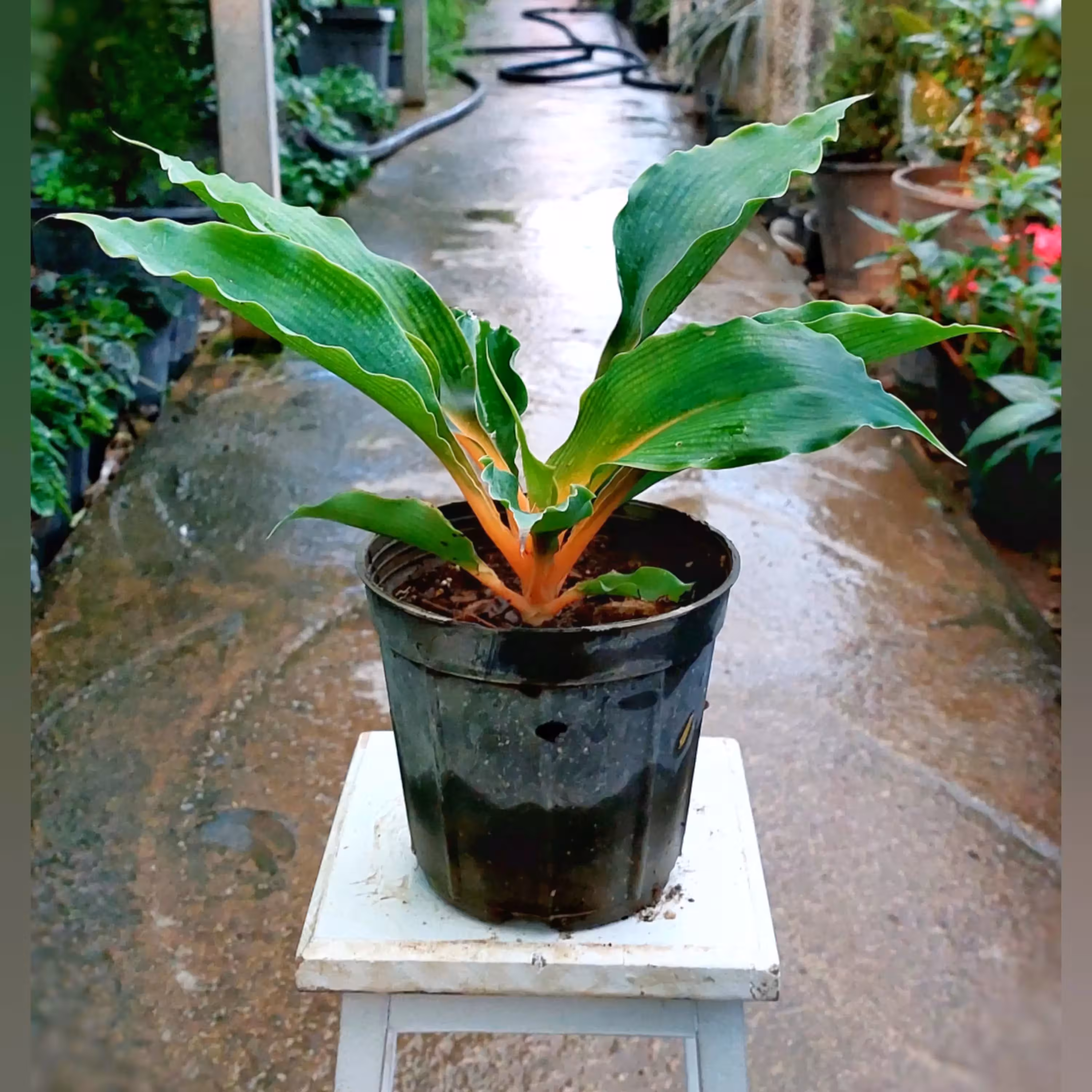 گل فلامینگو با کیفیت و زیبا