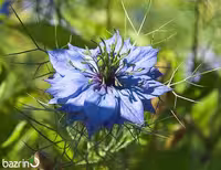 بذر سیاهدانه
