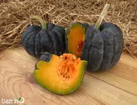 بذر کدو عروسکی سیاه