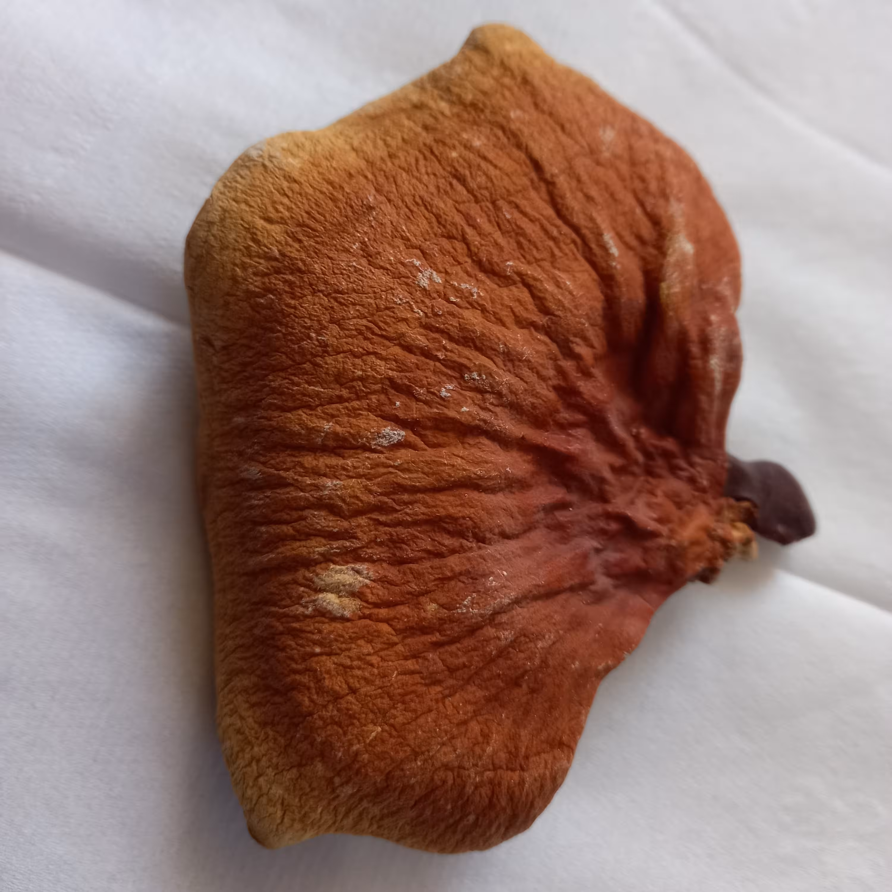 قارچ گانودرما مزرعه خودمون (100 گرم)