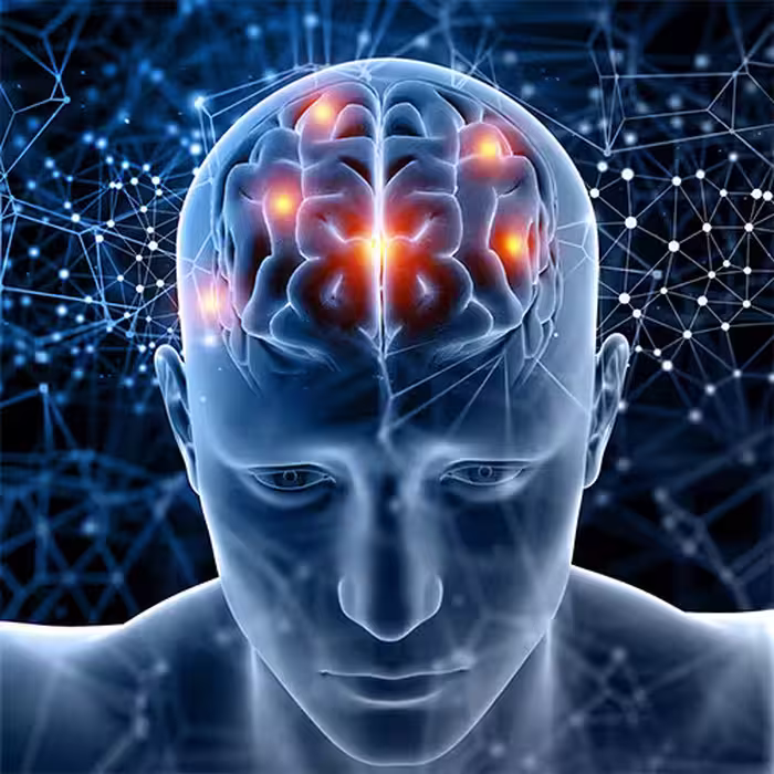 pdf ساختار مغز و نخاع انسان
