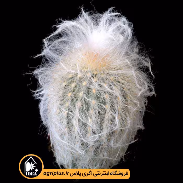 بذر کاکتوس Espostoa Ruficeps X Densispina Alba