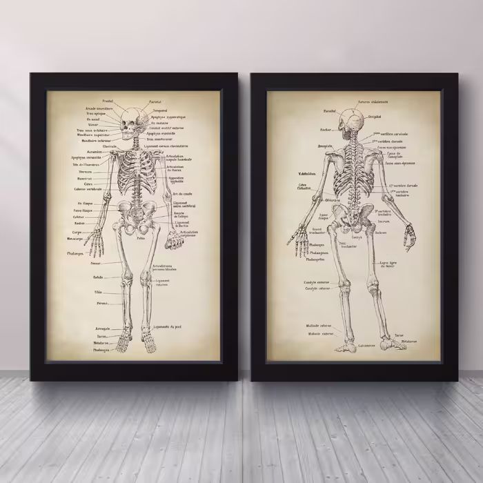 تابلو مدل Anatomy آناتومی کد m2662-b مجموعه 2 عددی