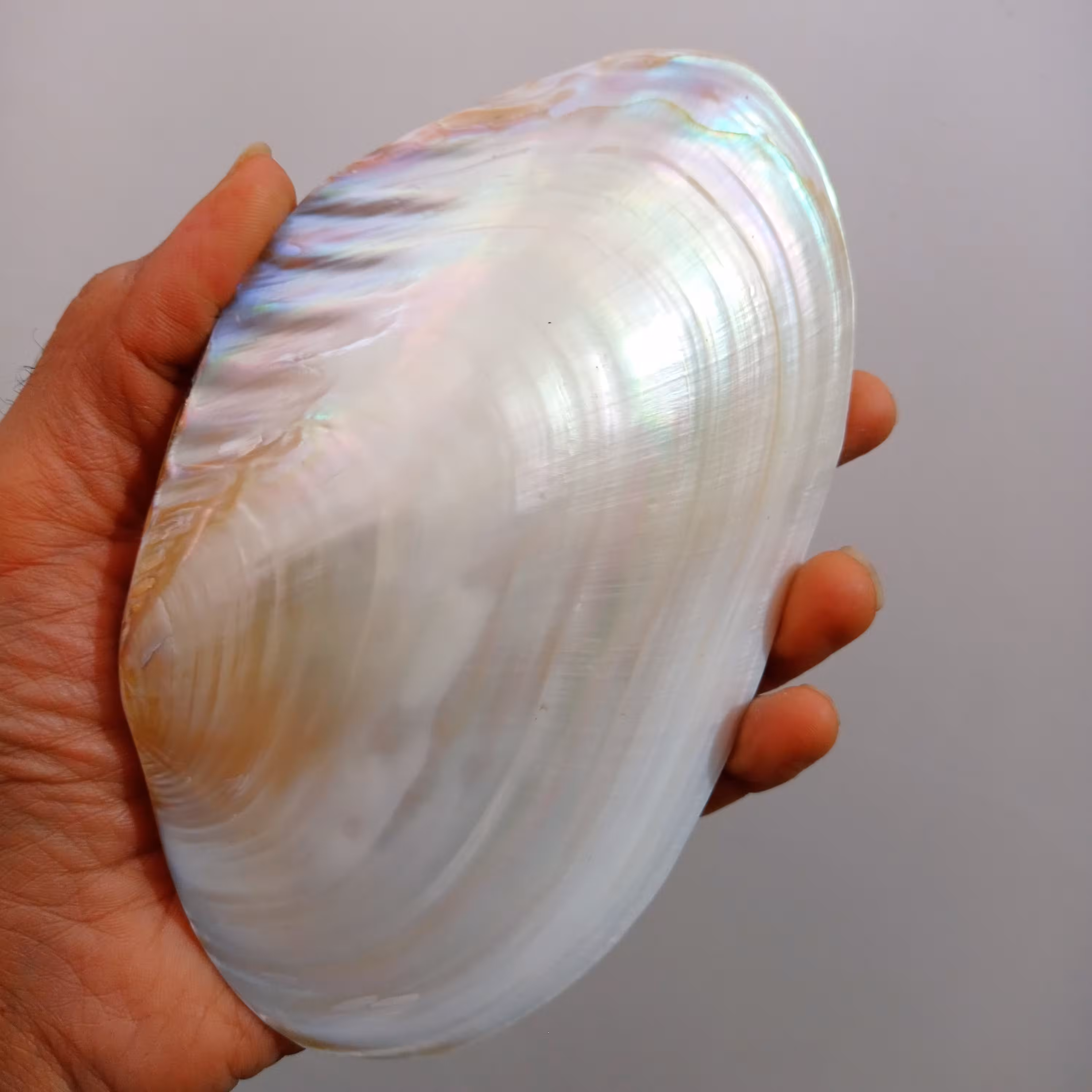 صدف دریایی مروارید ساز دو کفه ای کلکسیونی براق 