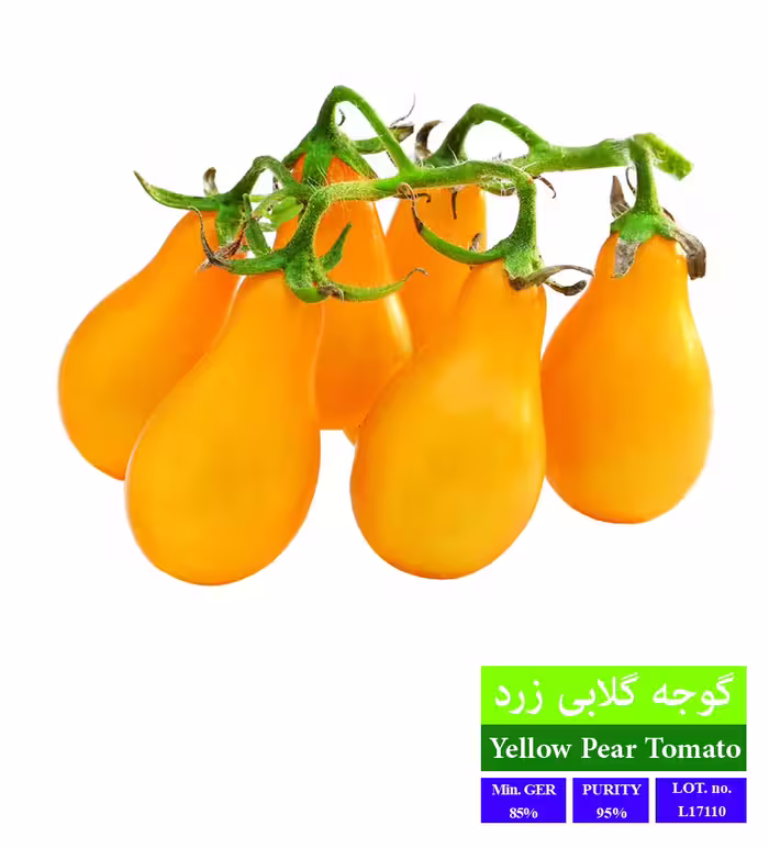 بذر گوجه گلابی زرد - بذر طلایی رویان