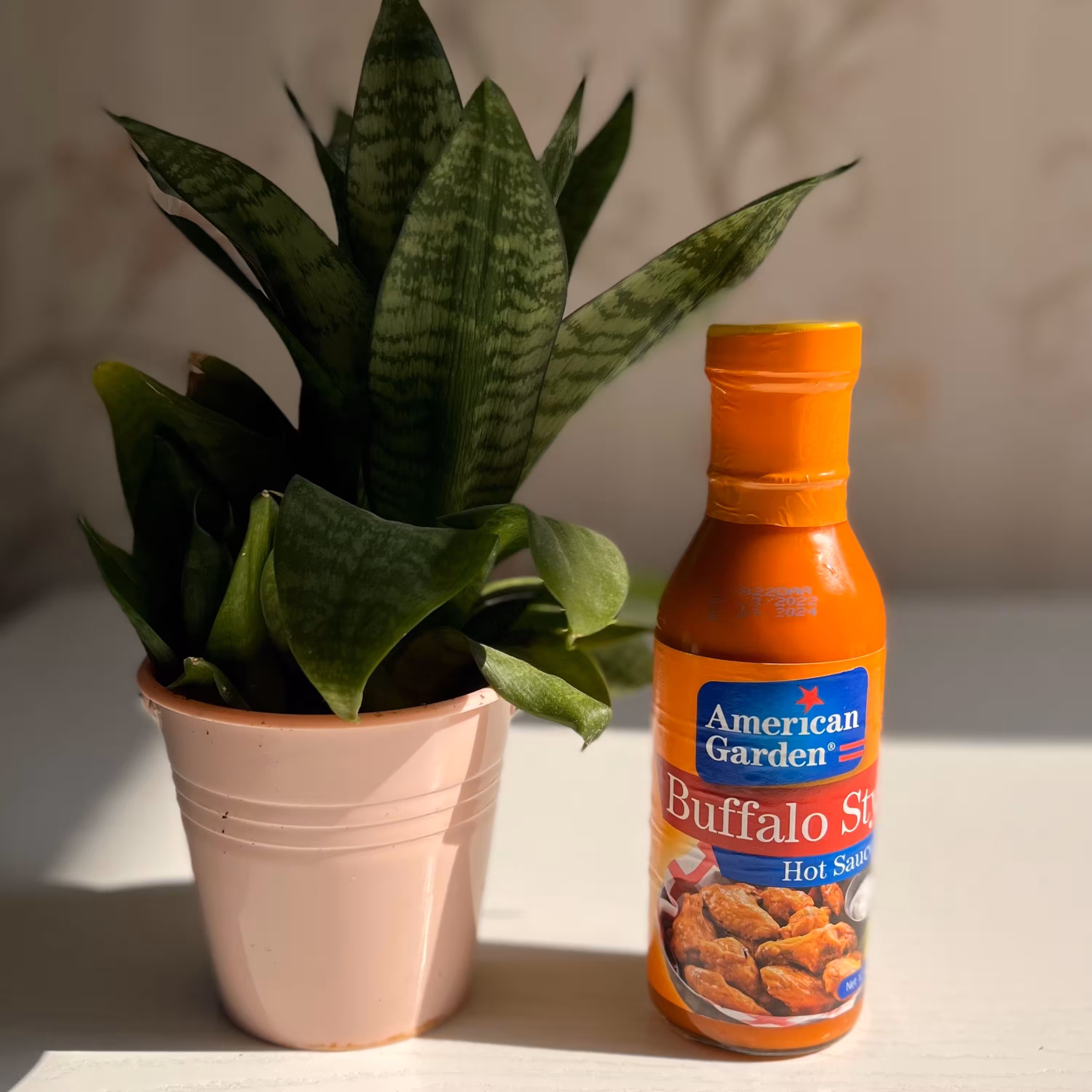 سس هات بوفالو آمریکن گاردن American Garden
