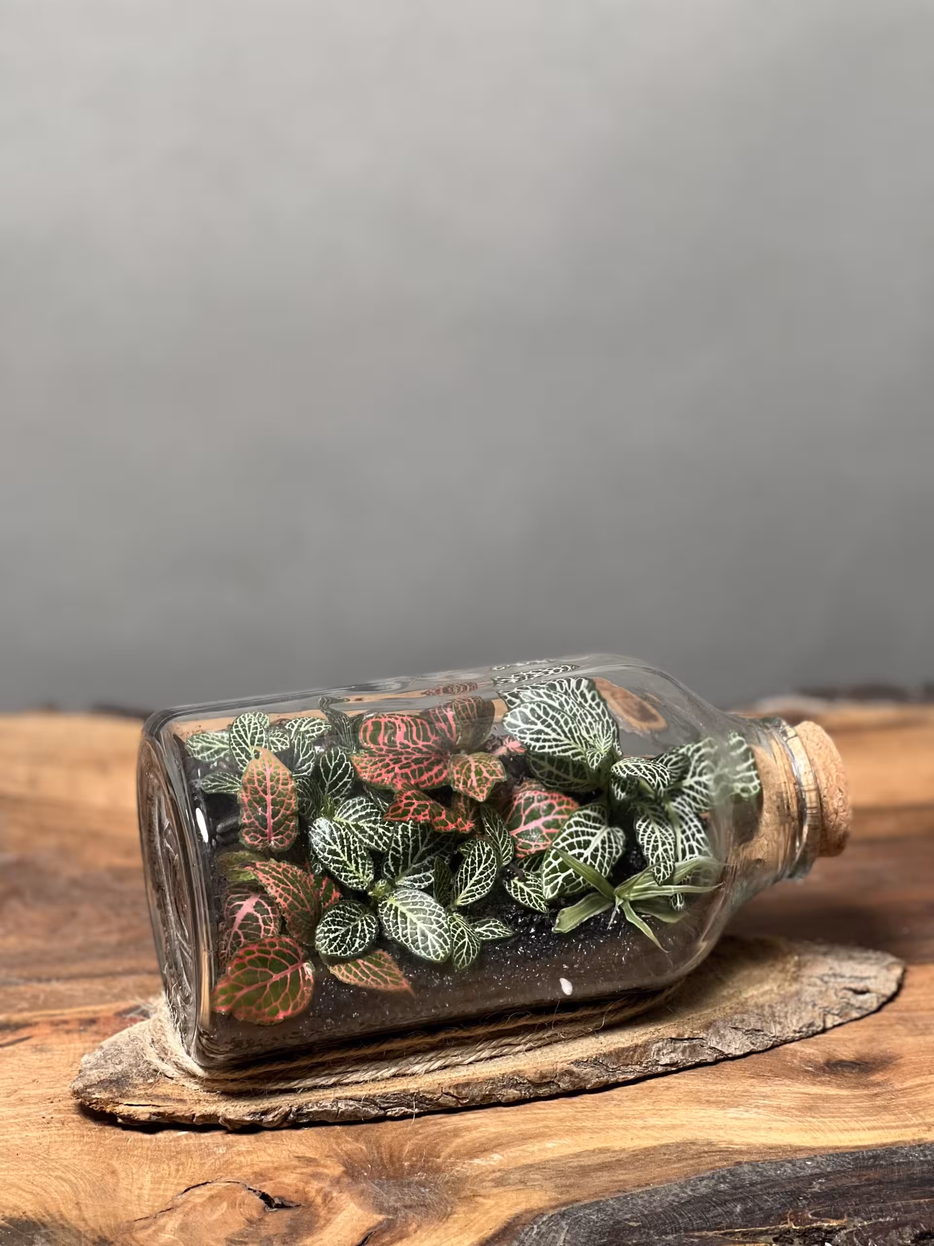 قیمت و خرید تراریوم رطوبتی با ارسال فوری 🌱 فروشگاه آنلاین پلنت لند تهران