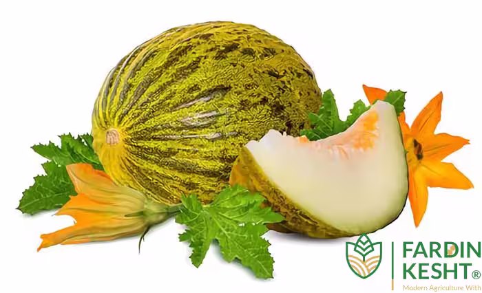 بذر ملون روشه فرانسوی فوق شیرین بسته 10 عددی