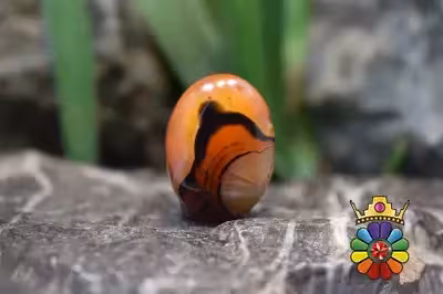 عقیق سلیمانی