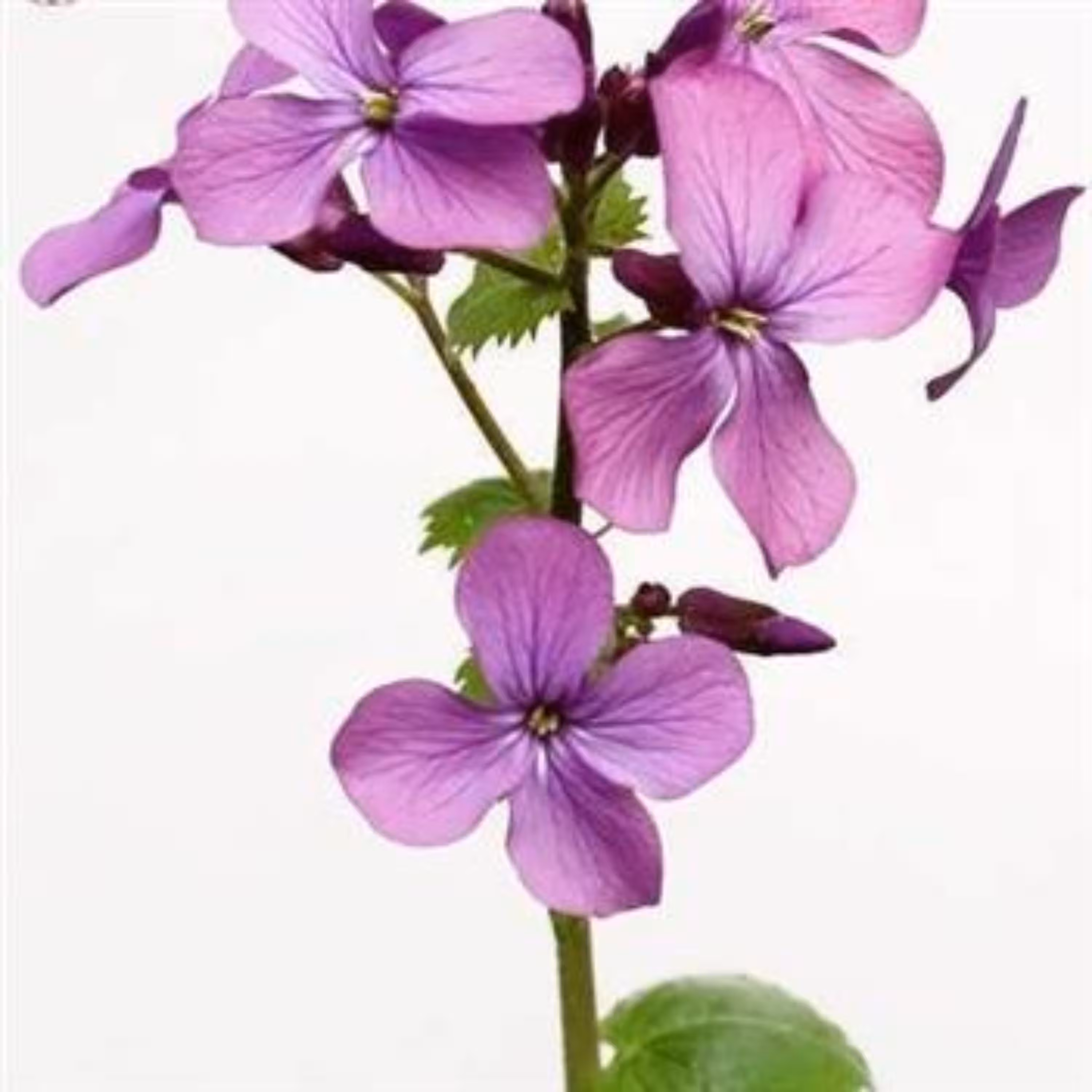 بذر گل سکه  10 عددی 