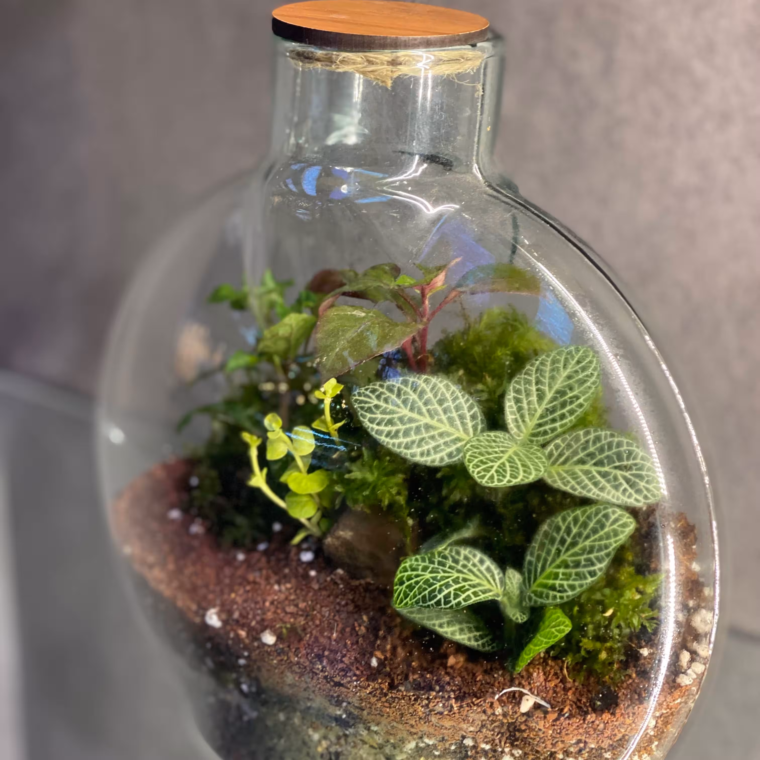 تراریوم آنتالیا متوسط 