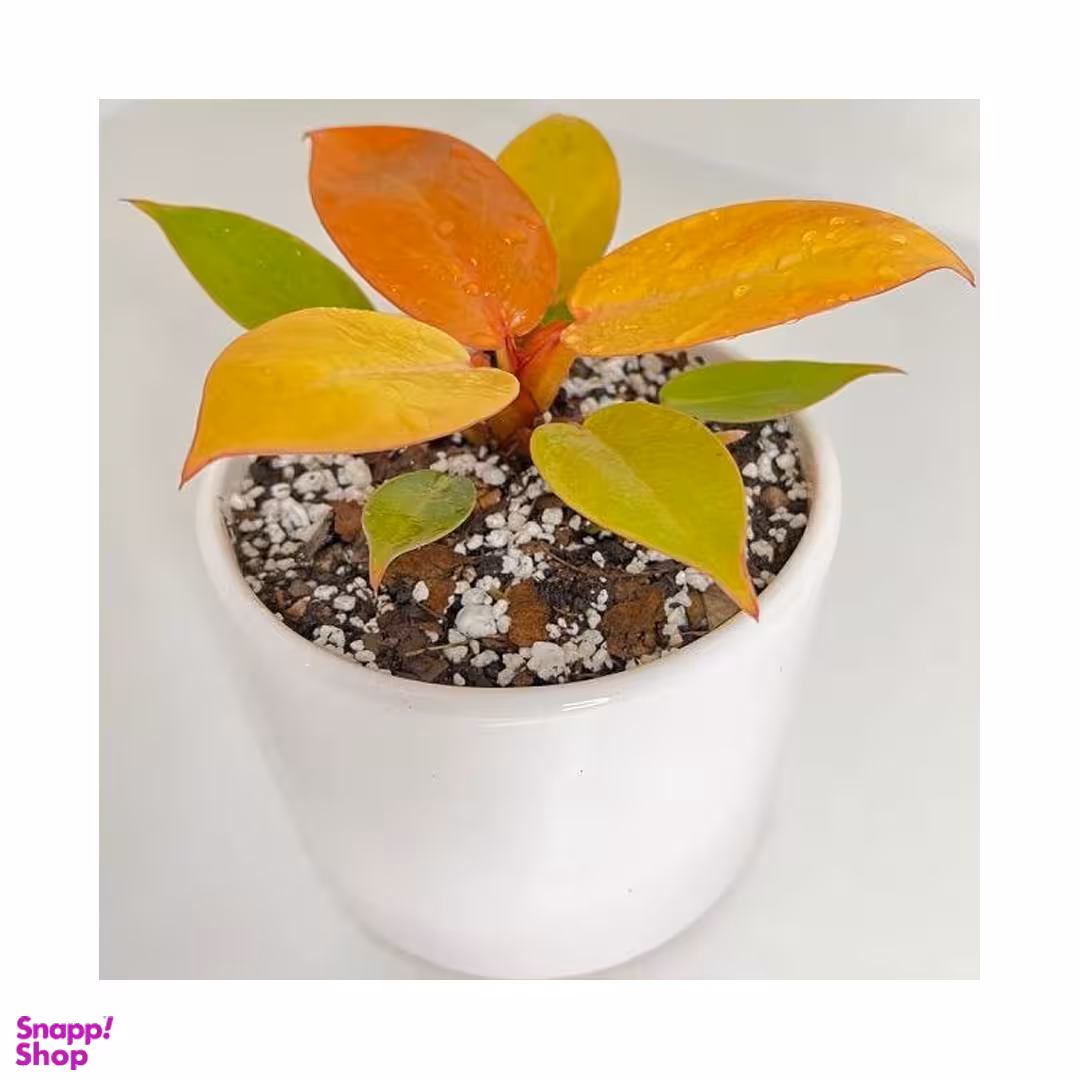 گلدان طبیعی فیلودندرون پرتقالی