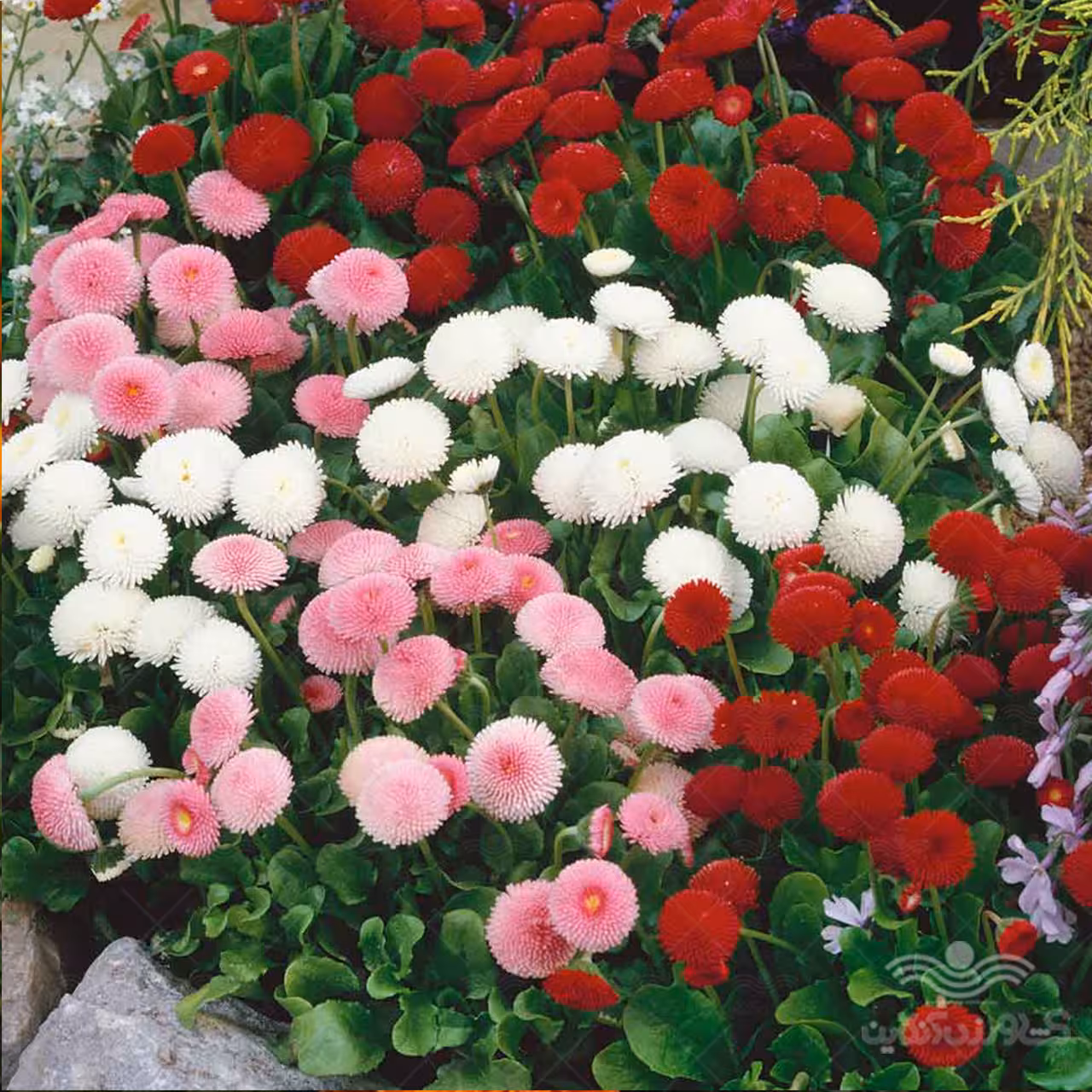 بذر گل مینا الوان