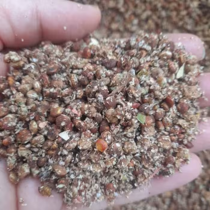 سماق درجه یک وتازه بدون هیچ رنگ و مواد افزودنی  در بسته بندی 100 گرمی به صورت پودری