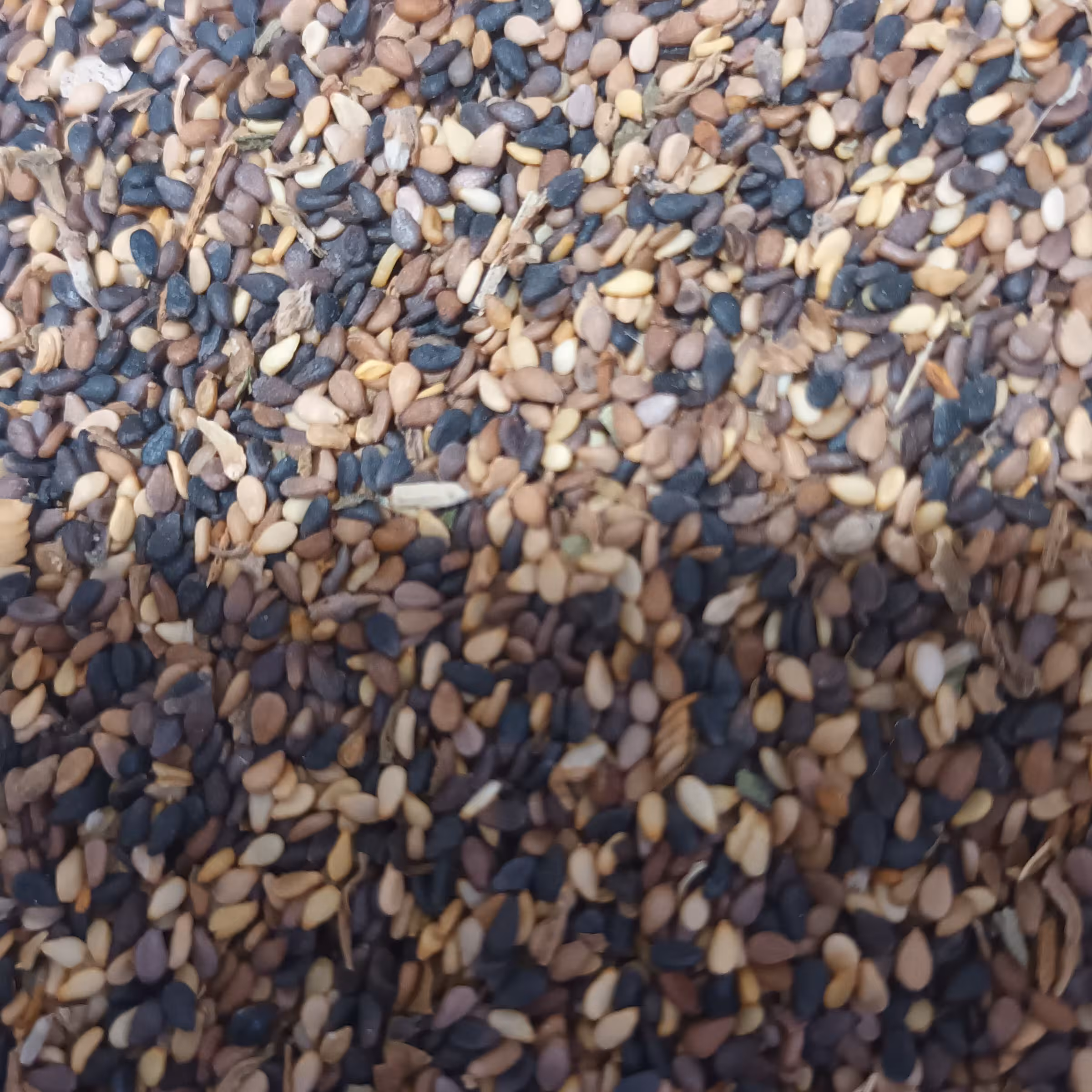 کنجدرنگی  (قهوه ای ومشکی) درجه یک