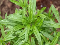 بذر سبزی مرزه پرگ پهن