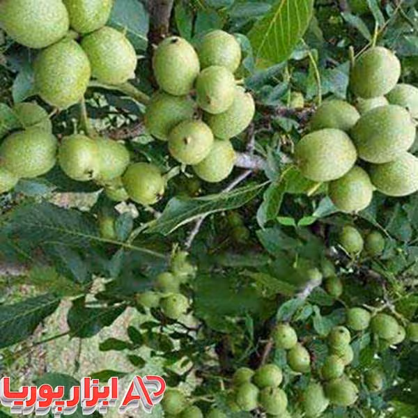 نهال گردو اسراییلی ریشه لخت