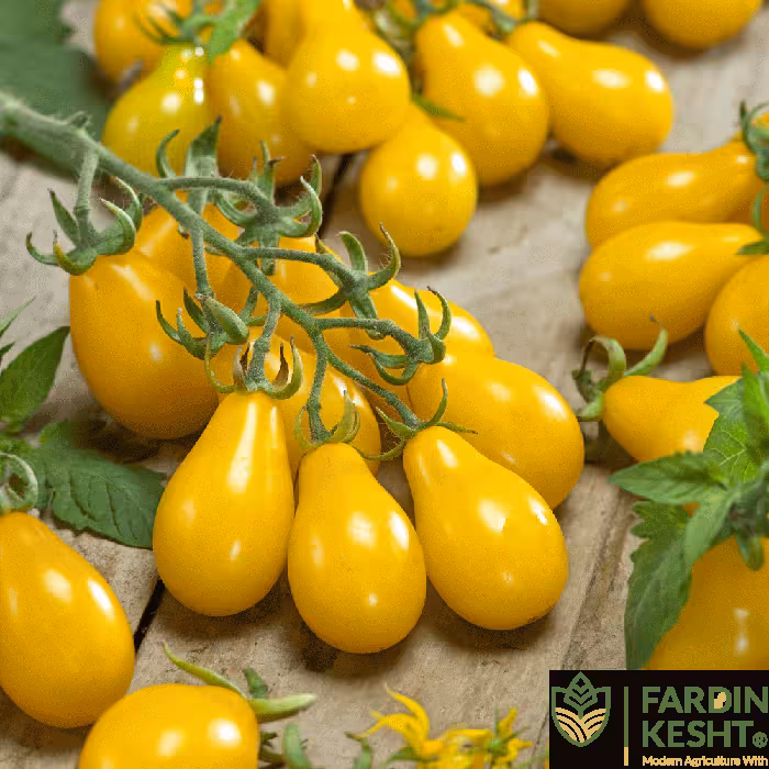 بذر گوجه فرنگی گلابی خوشه ای زرد بسته 10 عددی