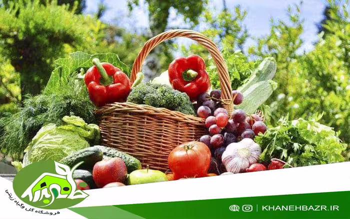 پکیج بذر کاشت بهاره ویژه مناطق گرمسیر - خانه بذر | فروشگاه بذر وارداتی گل و گیاه زینتی 1404