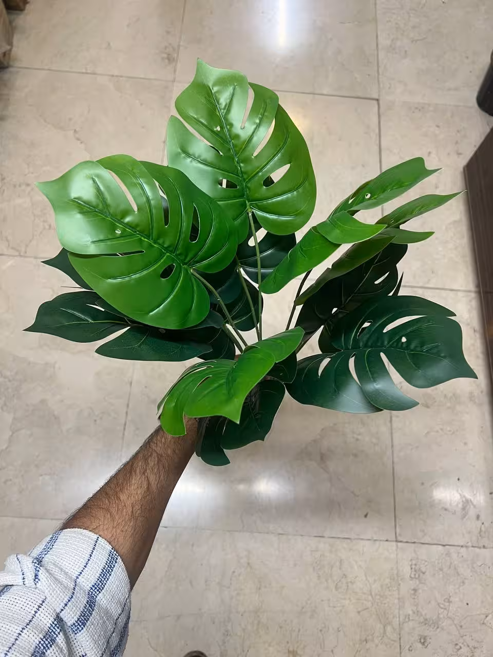 بوته برگ برگ انجیری 12 برگ