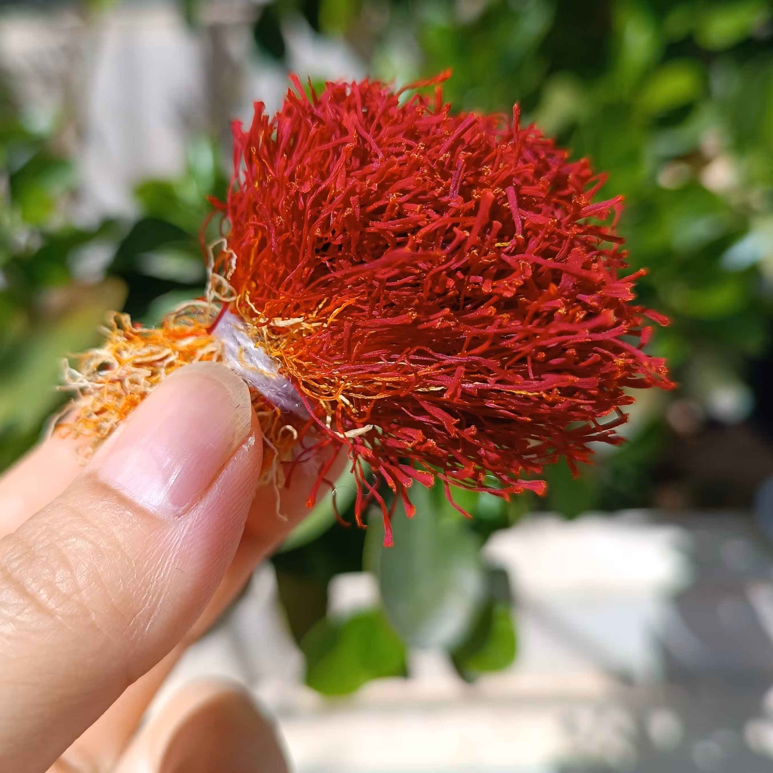 زعفران دخترپیچ اصل قائنات ، یک مثقالی ، ضمانت مرجوع کیفیت