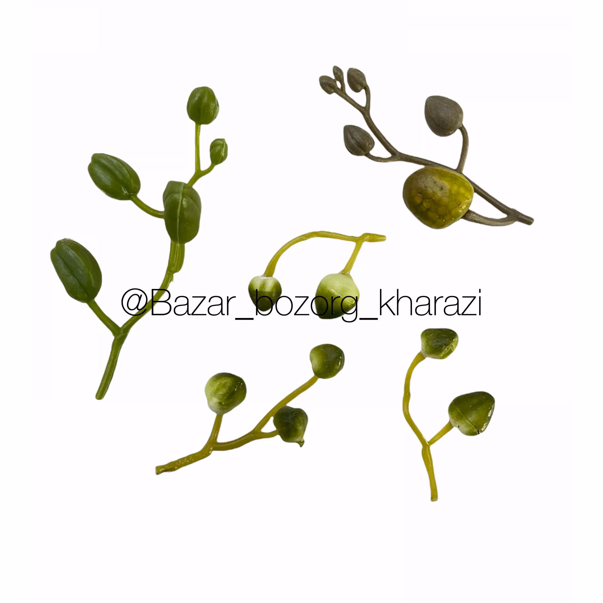 پک غنچه ارکیده