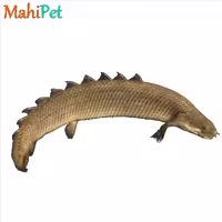 پلی معمولی 6 تا 7 cm